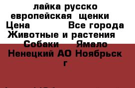 лайка русско-европейская (щенки) › Цена ­ 5 000 - Все города Животные и растения » Собаки   . Ямало-Ненецкий АО,Ноябрьск г.